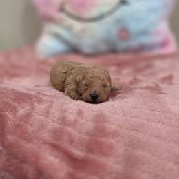 Xara (AKC) - Apricot female Poodle puppy in Rainbow City, Alabama from Spinks Poodles