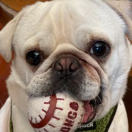 Pugs from Zachs Pugs