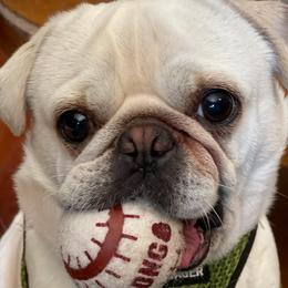 Pugs from Zachs Pugs