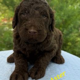 Aster - Chocolate male Goldendoodle puppy in Pilot Point, Texas from K9 Sidekicks, LLC