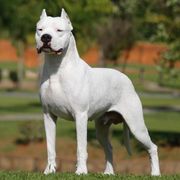 Dogo Argentinos from Luzbull Verdes Pampas