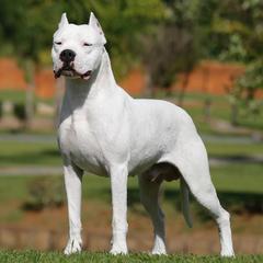 Dogo Argentinos from Luzbull Verdes Pampas