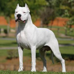Dogo Argentinos from Luzbull Verdes Pampas