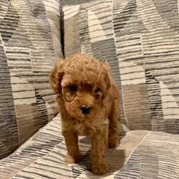 Diana - Red  female Goldendoodle puppy in Bells, Texas from Partridge Doodles and Poodles