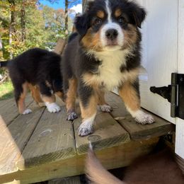 Australian Shepherd Puppies from Wild Atlantic  Aussies
