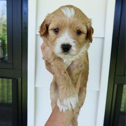 Brave - male Cavapoochon puppy in Morris, Pennsylvania from Heartland Puppies