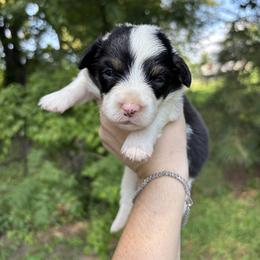 Bean - Black and white male American Corgi puppy in Foreman Ar., Arkansas from Grassy Lake Corgis