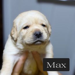 Max - Yellow male Labrador Retriever puppy in Baldwin City, Kansas from Hedge Lane Labradors