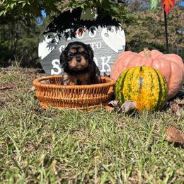 Dolly - Black and tan female Cavalier King Charles Spaniel puppy in Watkinsville, Georgia from Cavaliers of Windsor