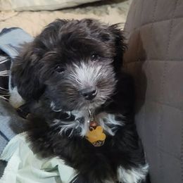 French Bulldog, Mal-Shi, Maltipoo, and Shih Tzu Puppies from NC Stellar Puppies
