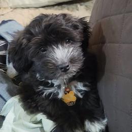French Bulldog, Mal-Shi, Maltipoo, and Shih Tzu Puppies from NC Stellar Puppies