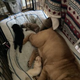Chinese Shar-Pei Puppies from Dragons Shar-Pei