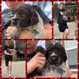 Wirehaired Pointing Griffon Puppies from Rocking S Griffons
