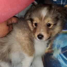 Toy Shetland Sheepdog Puppies from LaLa's Lilliputian Lassies