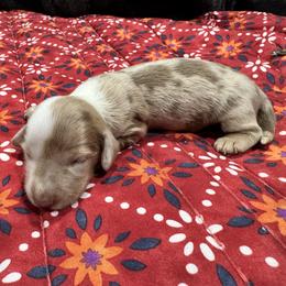 Kami - Dapple female Dachshund puppy in Cabool, Missouri from Dachshund's of Country Magic Farms in Missouri