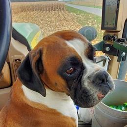 Boxers from Tanya Klopfenstein