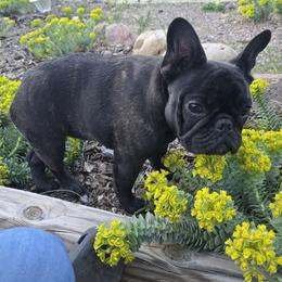 Sybil - Brindle female French Bulldog puppy in Santa Fe, New Mexico from ZiaLine French Bulldogs
