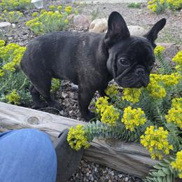 Sybil - Brindle female French Bulldog puppy in Santa Fe, New Mexico from ZiaLine French Bulldogs