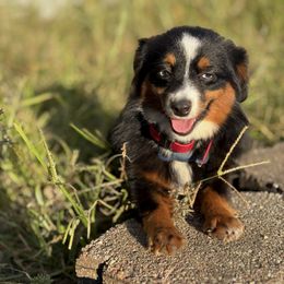 Winona - Toy Australian Shepherd