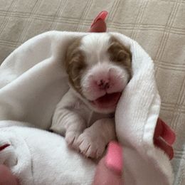 Cavalier King Charles Spaniel Puppies from Poshy Cavaliers