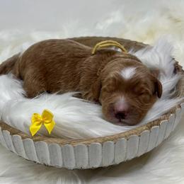 Yellow Male - Apricot male Goldendoodle puppy in Great Falls, Montana from Montana Goldendoodles