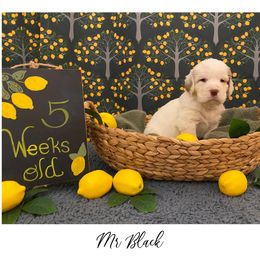 Clumber Spaniel Puppies from Lemontree Clumbers