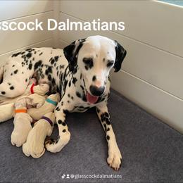 Dalmatian Puppies from Glasscock Dalmatians