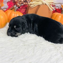 Toffee - Black and silver female Miniature Schnauzer puppy in Springfield, Tennessee from My Lovable Schnauzers