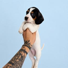 Theodore - Piebald male Dachshund puppy in Augusta, Georgia from Cherokee Hill Dachshunds