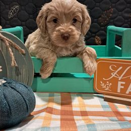Bentley - Cream male Aussiedoodle puppy in Mena, Arkansas from Ouachita River Cockapoos