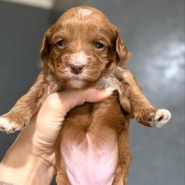Purple - Caramel red female Australian Labradoodle puppy in Auburn, Washington from West Valley Labradoodles