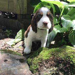 English Springer Spaniel Puppies from Georgia's Springers