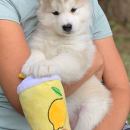 Siberian Husky Puppies from Canace Siberians
