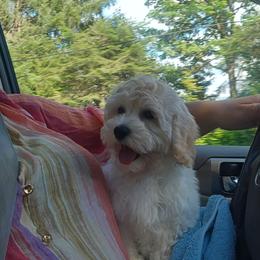 Butterball - Cream male Maltipoo puppy in Washington from Mt.BakerPoodles&Doodles