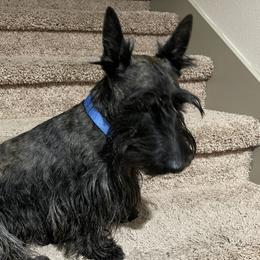 Bennett - Scottish Terrier