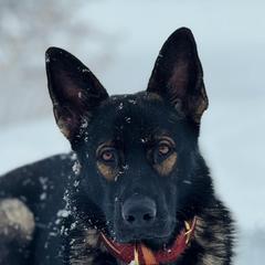 Mako - German Shepherd