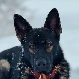 Mako - German Shepherd