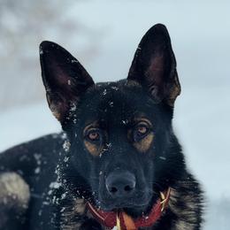 Mako - German Shepherd
