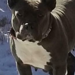 American Bullies from Mikinka Bullies