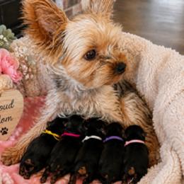 Gigi - Yorkshire Terrier
