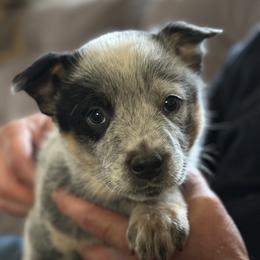 Australian Cattle Dog Puppies from Adcock Ranch Cattle Dogs