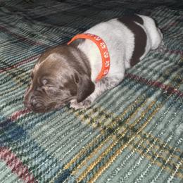 Orange female - Liver roan female German Shorthaired Pointer puppy in Osawatomie, Kansas from Doyle’s GSP