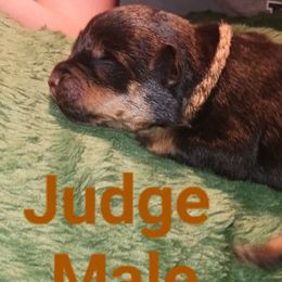 Judge - Black and rust Rottweiler puppy in Girard, Ohio from Roman's Empire Rottweilers