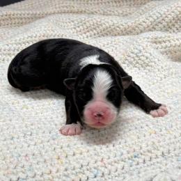 Boy 2 - male Miniature Australian Shepherd puppy in Covington, Pennsylvania from Rigas Mini Aussies LLC