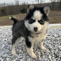Girl 2 - Black and white female Pomsky puppy in Bunch, Oklahoma from Madden Mountain Pomskies
