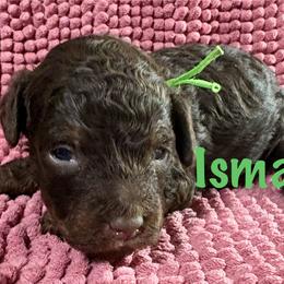 Ismael - Brown male Poodle puppy in Carrollton, Georgia from Dande Poodles, LLC