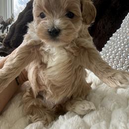 Pink - Apricot female Maltipoo puppy in Fredericktown, Missouri from Doodle Pups Fur-Ever