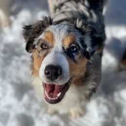 Revi - Australian Shepherd