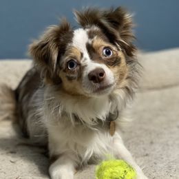 Toy Australian Shepherds from Misty Moon Aussies