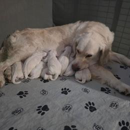 Orange male - Light golden male Golden Retriever puppy in Mt. Carmel, Tennessee from Smokey Mountain English Goldens